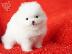 PoulaTo: Κουτάβια Pomeranian