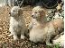 PoulaTo: Όμορφα Golden Retriever κουτάβια
