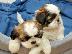PoulaTo: Shi Tzu