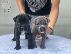 PoulaTo: Cane Corso κουτάβια προς πώληση