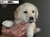 PoulaTo: LABRADOR