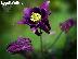 PoulaTo: 100 Σποροι - Aquilegia vulgaris Christy Barlow