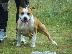 PoulaTo: American staffordshire terrier απο τα καλυτερα αιματα 6979314054