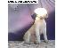 PoulaTo: DOGO ARGENTINO