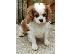 PoulaTo: Βασιλιάς Charles Cavalier Pups