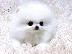 PoulaTo: Καθαρά Pomeranian Puppies διαθέσιμα