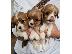 PoulaTo: Cavalier King Charles Spaniel Puppies