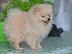 PoulaTo: Κουτάβι Pomeranian Spitz