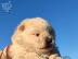 PoulaTo: Pomeranian Spitz κουτάβια