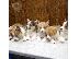PoulaTo: Όμορφα κουτάβια Pembroke Welsh Corgi για καλό σπίτι