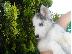 PoulaTo: Siberian Husky