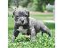 PoulaTo: american bully blue