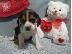 PoulaTo: Beagle{€150}
