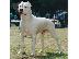 PoulaTo: Dogo Argentino καθαροαιμα κουταβια 6979314054 ΕΛΛΑΔΑ