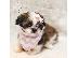 PoulaTo: SHIH TZU - πώληση κουτάβι