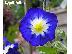 PoulaTo: Convolvulus Tricolor - 50 Σποροι Τριχρωμο