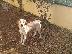 PoulaTo: Beagle, ιδανικοί φύλακες