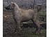 PoulaTo: Turski kangal
