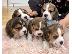 PoulaTo: Όμορφα κουτάβια Beagle για καλό σπίτι
