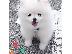 PoulaTo: Δύο κουτάβια Pomeranian