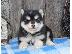 PoulaTo: κουτάβια pomsky