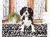 PoulaTo: Όμορφα κουτάβια Cavalier King Charles Spaniel για καλό σπίτι