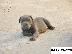 PoulaTo: CANE CORSO
