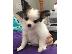 PoulaTo: Patterdale Terrier Pups