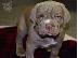 PoulaTo: Neapolina Mastiff Puppies