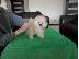 PoulaTo: Pomeranian κουτάβια