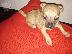 PoulaTo: 2 mhnwn chihuahua arsenika