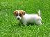 PoulaTo: (+4915210317864)Πολύ γλυκά κουτάβια jack russell