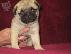 PoulaTo: PUG