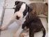 PoulaTo: American Staffordshire Terrier