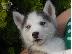 PoulaTo: Siberian Husky
