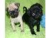 PoulaTo: Παγκ μοπς PUG Mops 2