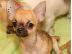 PoulaTo: Τσιουαουα μινι - Chihuahua mini