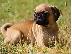 PoulaTo: Ειδικά μικρά Pug κουτάβια