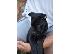 PoulaTo: Cane Corso κουτάβια