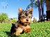 PoulaTo: Ποιότητα Tiny Yorkie κουτάβια