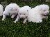 PoulaTo: AKITA INU KOYTABIA