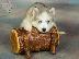 PoulaTo: HUSKY SIBERIAN