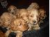 PoulaTo: Cocker Spaniel καθαροαιμα Αθηνα-Θεσσαλονικη-Νησια dogsmania.gr...