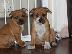 PoulaTo: amstaff