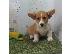 PoulaTo: Pembroke Welsh Corgi