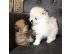 PoulaTo: Pomeranian όλα kc reg.