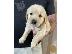 PoulaTo: goldern retriver puppies