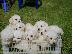 PoulaTo: bichon frise