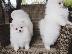 PoulaTo: Κουτάβια Pomeranian