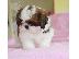 PoulaTo: Very Tiny Shih-Tzu Girl for sale
